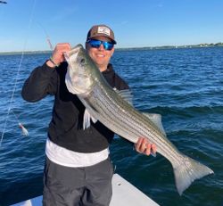 	Big Striped Bass in Massachusetts